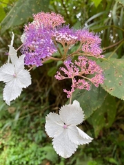 Hydrangea aspera