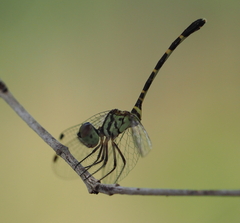 Nannophlebia mudginberri