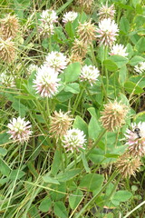 Trifolium ambiguum