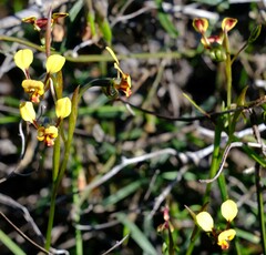 Diuris oraria