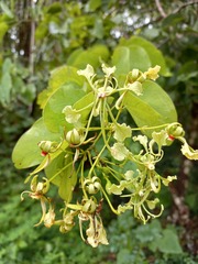 Phanera bracteata