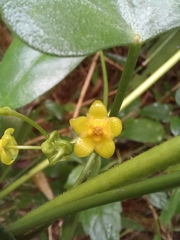 Heterostemma siamicum