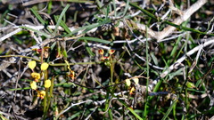 Diuris oraria