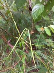Heterostemma siamicum