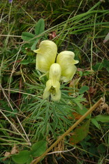 Aconitum anthora