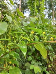 Heterostemma siamicum