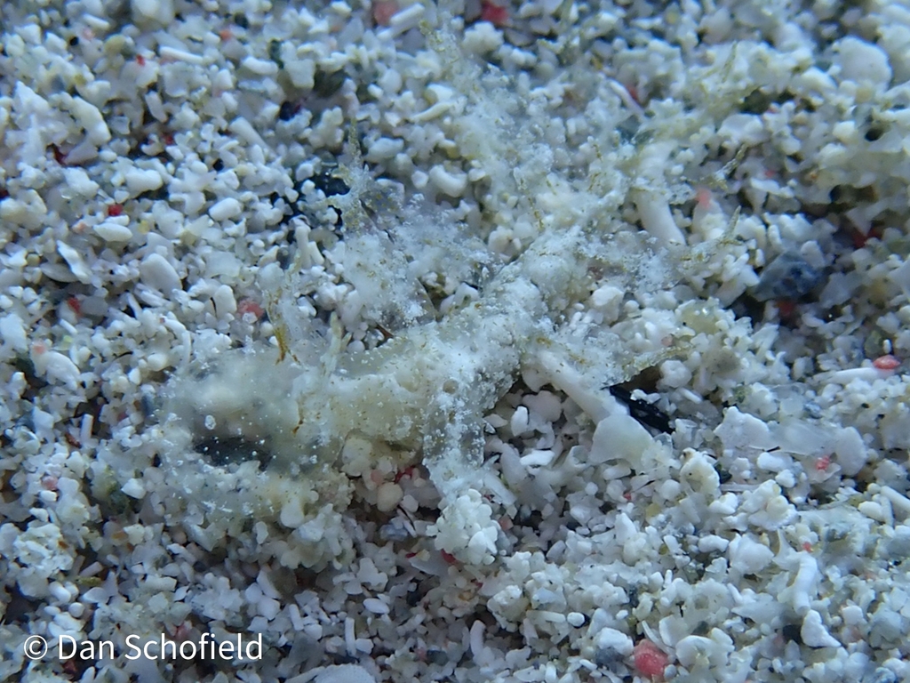 Melibe arianeae