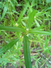 Spermacoce pusilla