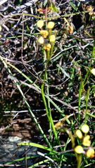 Diuris oraria