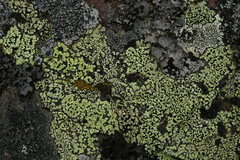 Rhizocarpon