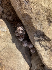Anacampseros filamentosa tomentosa