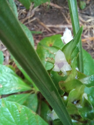 Curcuma harmandii