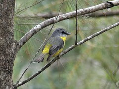 Eopsaltria australis