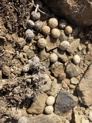 Anacampseros filamentosa tomentosa