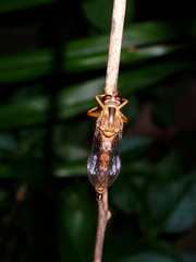 Clephydroneura