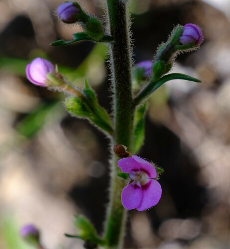 Image of Stylidium elongatum by (c) Peter Crowcroft, some rights reserved (CC BY)