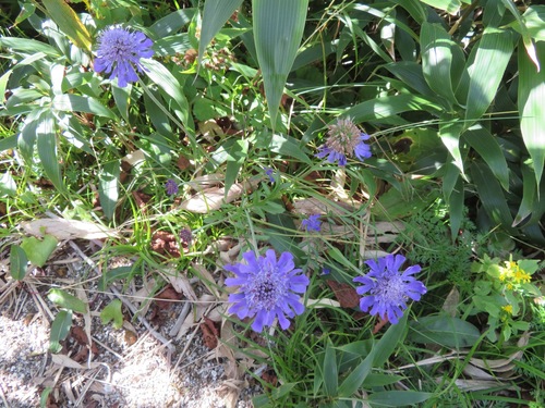 Image of Scabiosa japonica by (c) Marco Mussita, some rights reserved (CC BY)