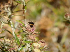 Bombus terrestris lusitanicus