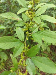 Dendrolobium triangulare