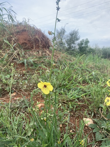 Divozel švábový (Verbascum blattaria)