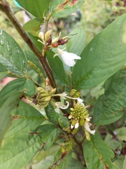 Dendrolobium triangulare