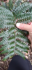 Polystichum wawranum