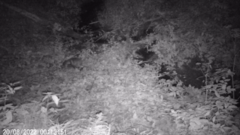 Nyctereutes procyonoides