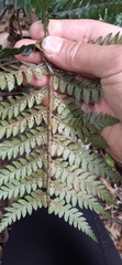 Polystichum wawranum