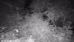 Nyctereutes procyonoides