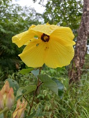 Hibiscus glandulifer