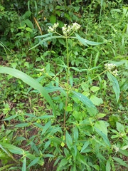 Hedyotis