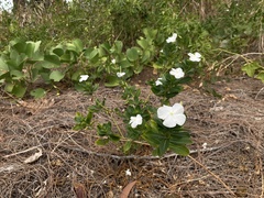 Catharanthus roseus