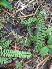 Adiantum caudatum