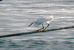 Egretta gularis