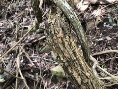 Maclura cochinchinensis