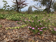 Catharanthus roseus
