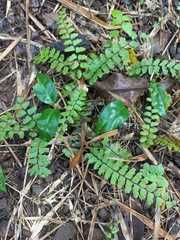 Adiantum caudatum
