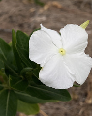 Catharanthus roseus