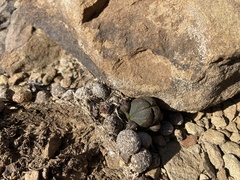 Crassula pyramidalis