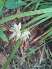 Carex tricephala