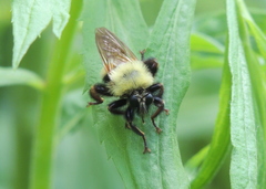 Laphria thoracica