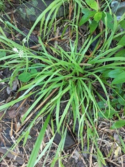 Carex tricephala