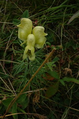 Aconitum anthora