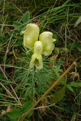 Aconitum anthora