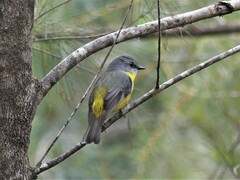 Eopsaltria australis