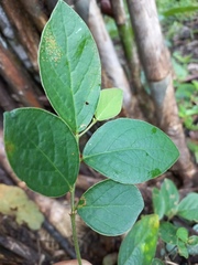 Phyllanthaceae
