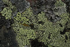 Rhizocarpon