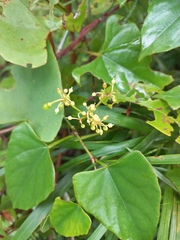 Cissus hastata