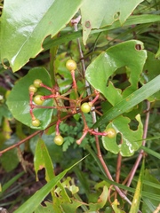Cissus hastata