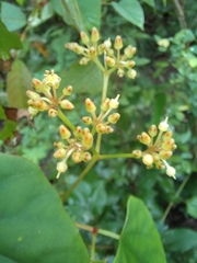 Cissus hastata